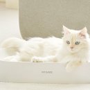 초이스펫 이미지