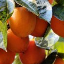 대봉사슴 이미지