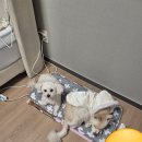 강아지 겨울나기 대추천 아이템 "더안 반려동물 전기방석" (1달 실사용 후기, 소파전기매트)