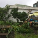 하귤소담 이미지