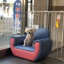 단짝 펫살롱 이미지