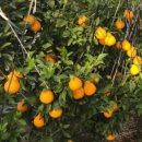 내혜홀농장 이미지