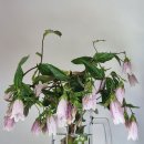 대롱대롱 매달린 자줏빛 초롱꽃 이미지