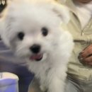 초당 당구장 이미지