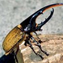 해라클래스 이미지