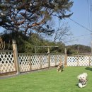 더블루네스 | 태안 애견펜션 더블루네스 댕댕이와 힐링여행