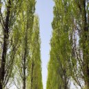 1호근린 늘봄맞이 공원 | [서울둘레길] 6. 고덕산, 7. 일자산, 8. 장지·탄천