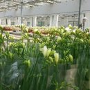 피네농장 이미지