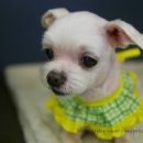 도그이살롱 이미지