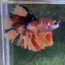 피쉬갤러리 천안점 이미지