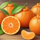 한라봉 효능과 수확시기, 고르는법 그리고 한라봉 칼로리 이미지