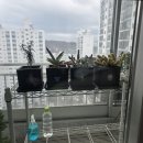 큰마당가든 | 용인 가든온마당 방문기!! 50%할인중 !!