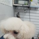 정말귀엽개 이미지