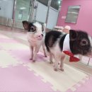 피그 네이버블로그