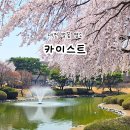 카이스트 정문 | 대전 벚꽃 명소 카이스트 벚꽃 4월 2일 실시간 개화 상황