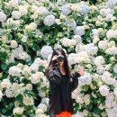 바람의정원 | 제주 보롬왓 수국이 흐드러진 바람의 정원