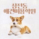 강남펫스타일 | 삼전동애견미용학원 이바우펫 수강 후기