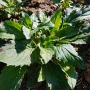 의수농장 이미지