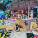 아보네 멍빌리지 이미지