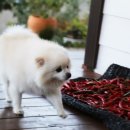 오일농장 이미지