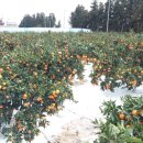 김광석농장 이미지