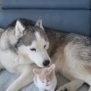 허스키 사랑 이미지