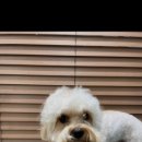 루틴펫살롱 이미지