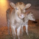 우리집한우 이미지