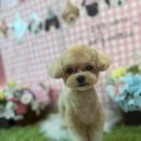 유지네 애견미용샵 이미지