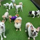 댕구르강아지유치원 이미지