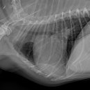 개금동물병원 이미지