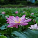 유등연지 이미지