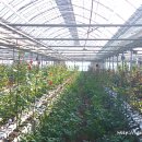 대륜농장 이미지