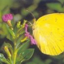 나비의 꿈 이미지