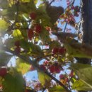 솔소리농장 이미지