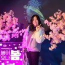 4월, 벚꽃놀이/여기저기 새로운 것들을 찾아서/프리덤플래그로 광주생활