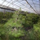 소나무농장 이미지