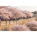 자전거대여소(화성행궁) | 경기도 봄꽃 드라이브 완벽 코스: 수원화성 벚꽃·광교호수공원·황구지천 3월 나들이 총정리