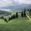 보성아이스크림 이미지