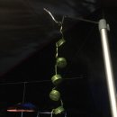 영심이네민박 이미지