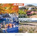 오대양다이빙 | 11월 제주도 여행 추천 제주 갈만한곳 가을 여행지 추천