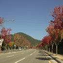 보길도낙지이야기 이미지