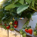 천애농장 이미지