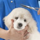 미용할개 이미지