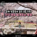 늦게 피는 꽃 | 가평 에덴벚꽃길 늦게 피는 벚꽃축제 가볼만한곳