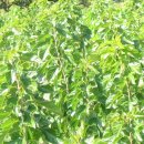 마루농장 이미지