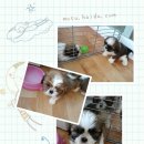 하귀안경 이미지