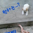 메롱