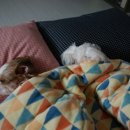 반려견 셀프미용 이미지