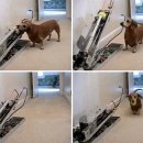 애견사랑 이미지